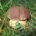 Boletus